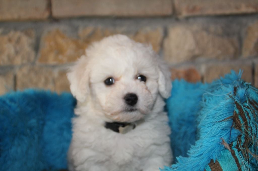 du Rosier Blanc - Chiots disponibles - Bichon Frise