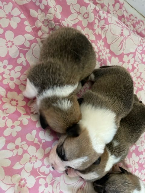 Des fields du real - Chiots disponibles - Welsh Corgi Pembroke