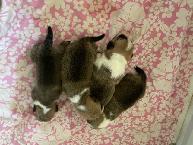 Des fields du real - Chiots disponibles - Welsh Corgi Pembroke