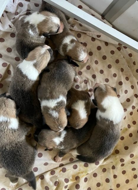 Des fields du real - Chiots disponibles - Welsh Corgi Pembroke