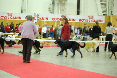 de la Chantrerie - Résultats CITY-ZEN au Paris Dog Show