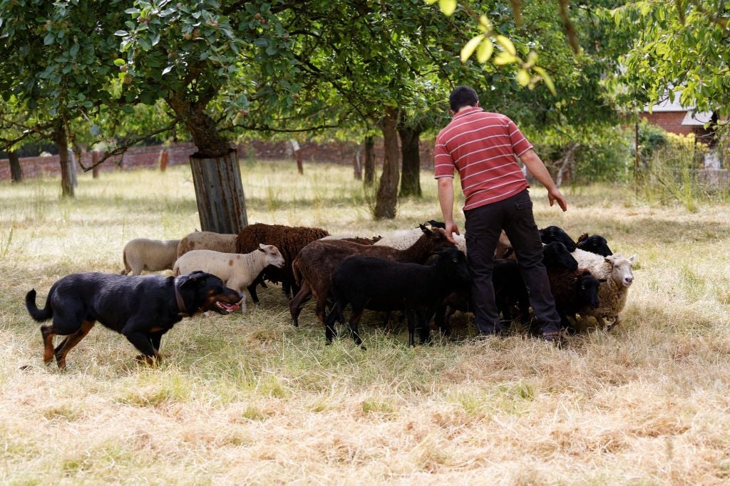 de la Chantrerie - Iso et les moutons