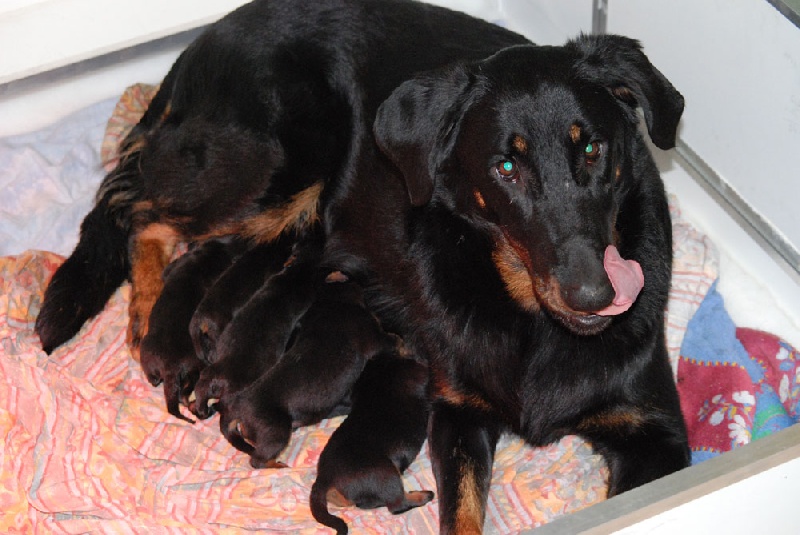 Chiot Berger de Beauce de la Chantrerie