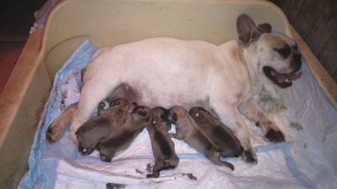 Des terres Vertes - les bébés d'Ines et de Cachou sont nés!