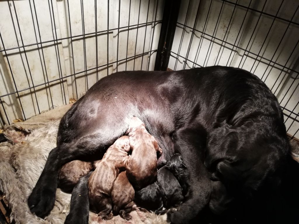 Des terres Vertes - Labrador Retriever - Portée née le 15/03/2019