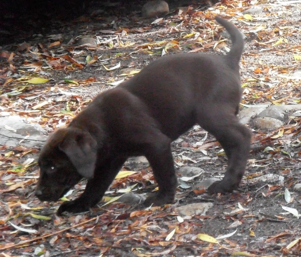 Des terres Vertes - Labrador Retriever - Portée née le 10/04/2018