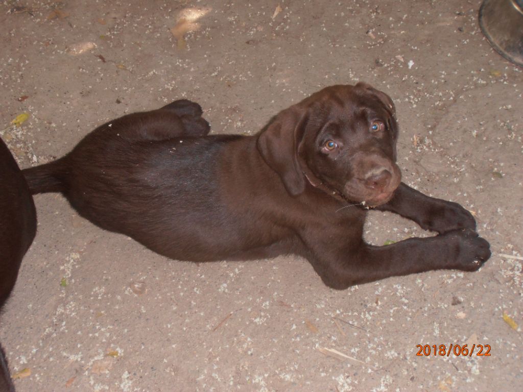 Des terres Vertes - Chiots disponibles - Labrador Retriever