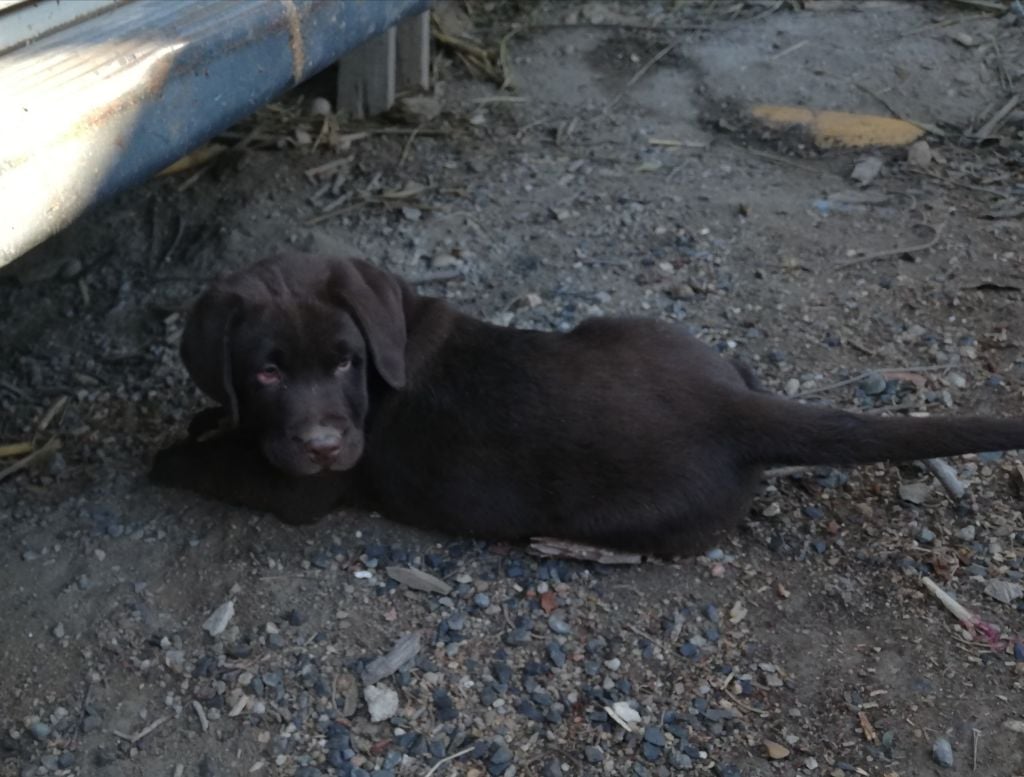 Des terres Vertes - Chiots disponibles - Labrador Retriever