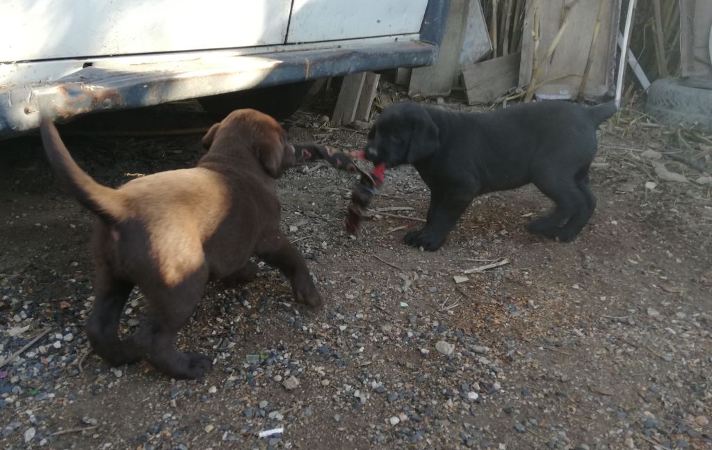 Des terres Vertes - Labrador Retriever - Portée née le 01/10/2022