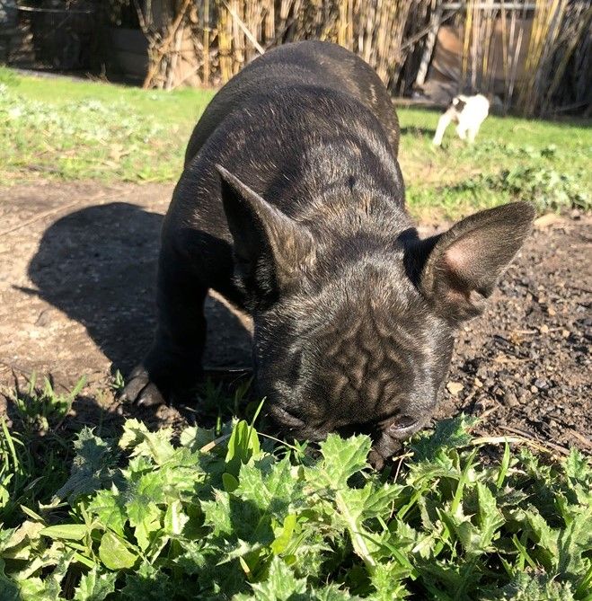 Des terres Vertes - Bouledogue français - Portée née le 19/11/2019