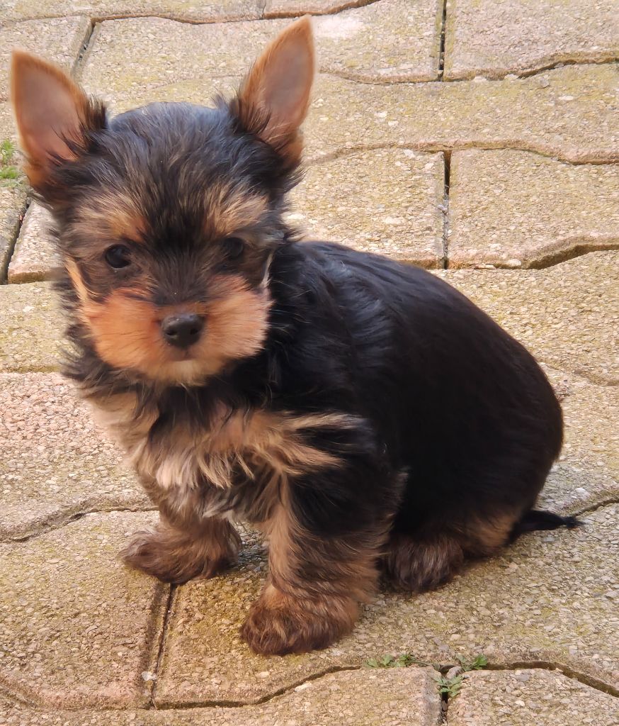 de la Générade - Chiots disponibles - Yorkshire Terrier