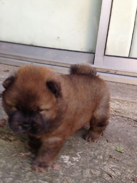 Heilung Kiang - Chow Chow - Portée née le 25/08/2014