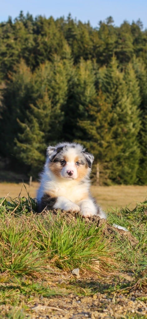 Opal Aussie - Chiots disponibles - Berger Australien