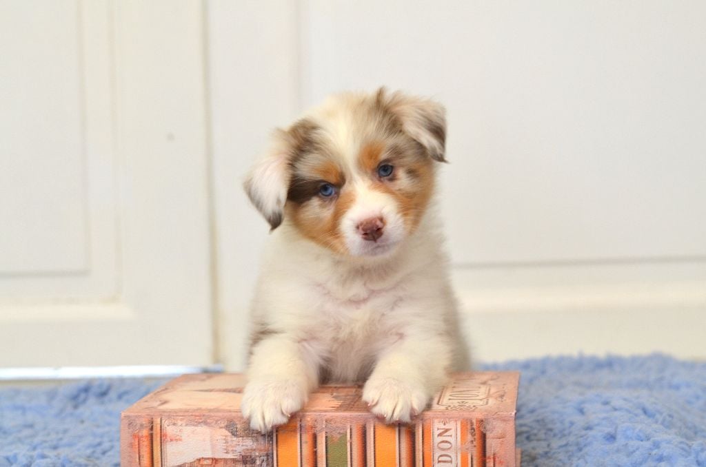 Opal Aussie - Chiots disponibles - Berger Australien