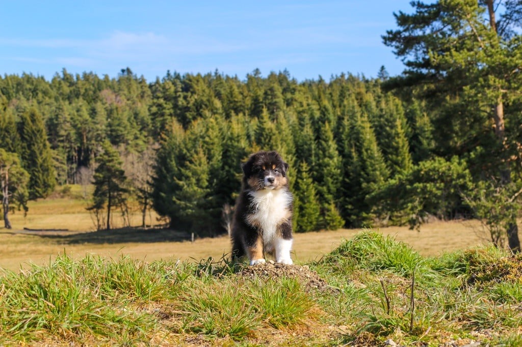 Chiot Berger Australien Opal Aussie