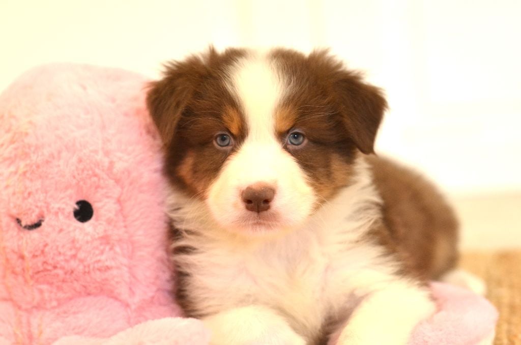 Opal Aussie - Chiots disponibles - Berger Australien