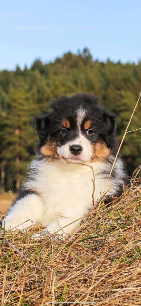 Opal Aussie - Chiots disponibles - Berger Australien