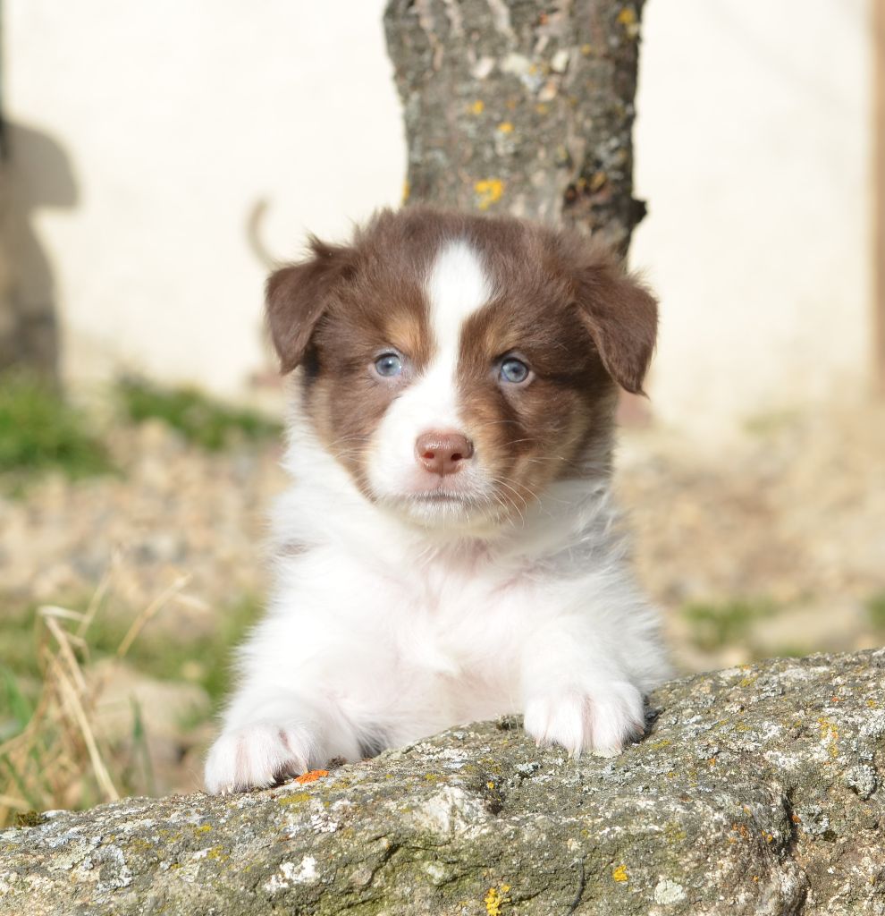 Chiot Berger Australien Opal Aussie