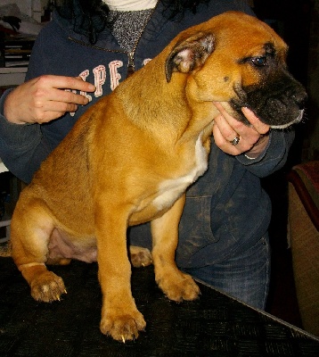 de Can Bourbon - Chiot disponible