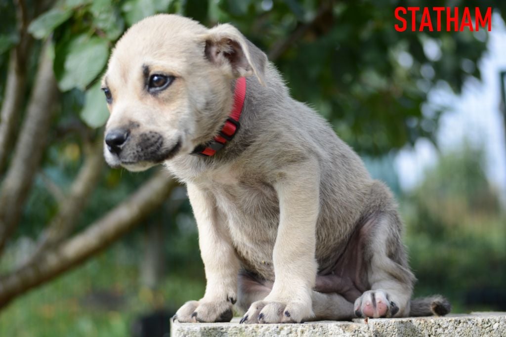 de Can Bourbon - Chiots disponibles - Dogue de Majorque