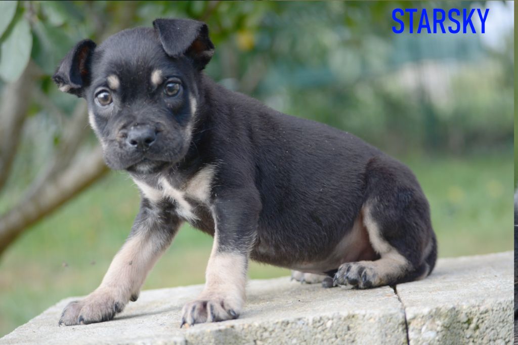 de Can Bourbon - Chiots disponibles - Dogue de Majorque