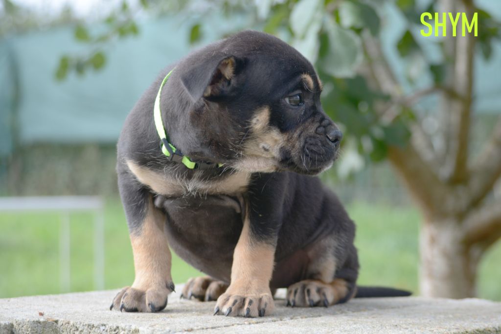 de Can Bourbon - Chiots disponibles - Dogue de Majorque