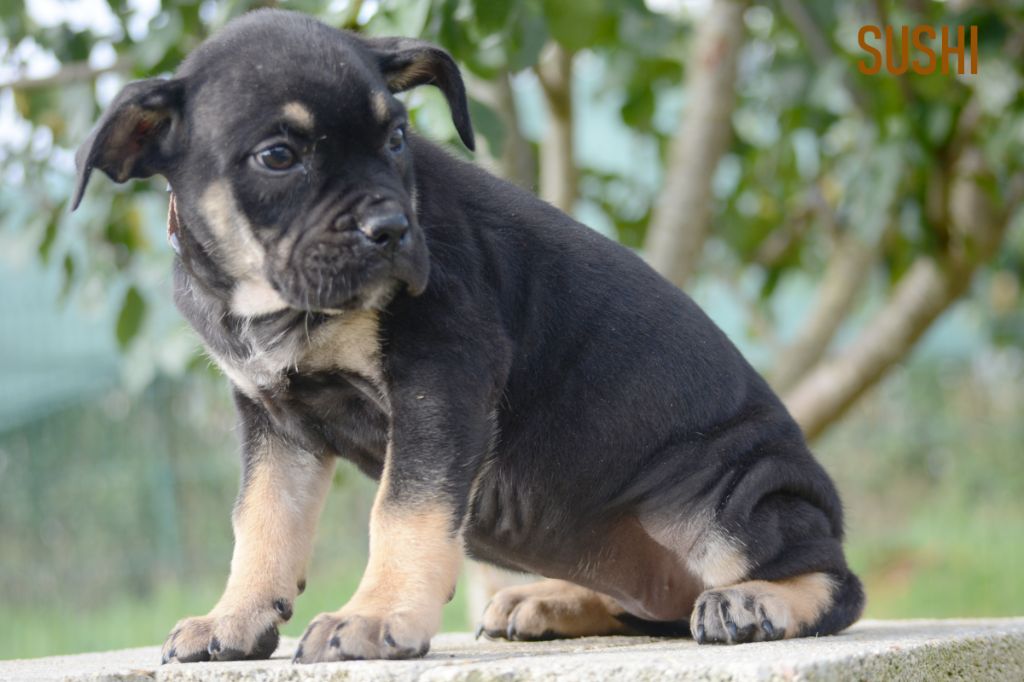 de Can Bourbon - Chiots disponibles - Dogue de Majorque