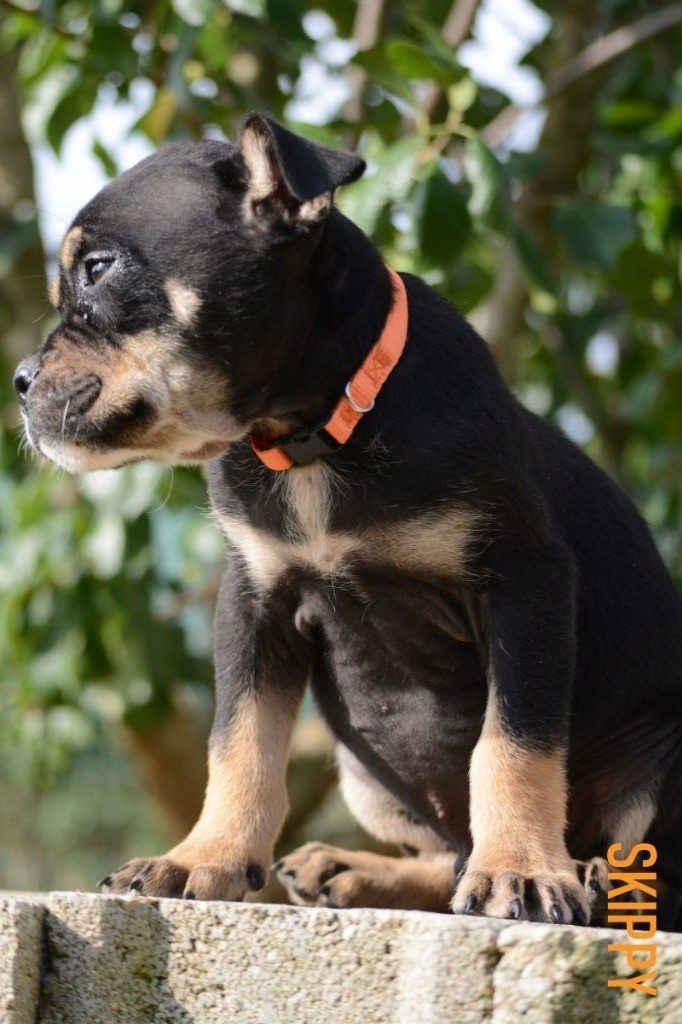 de Can Bourbon - Chiots disponibles - Dogue de Majorque