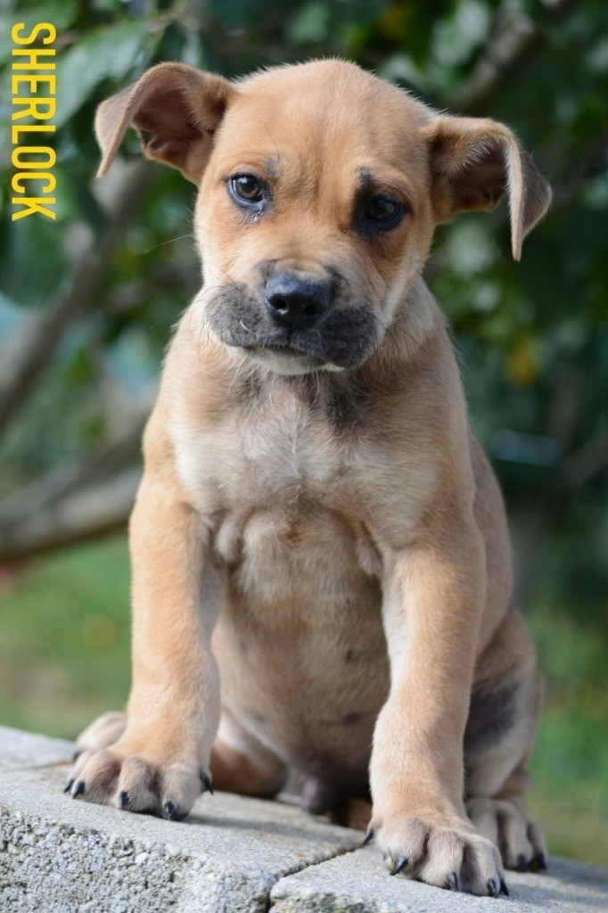 de Can Bourbon - Chiots disponibles - Dogue de Majorque