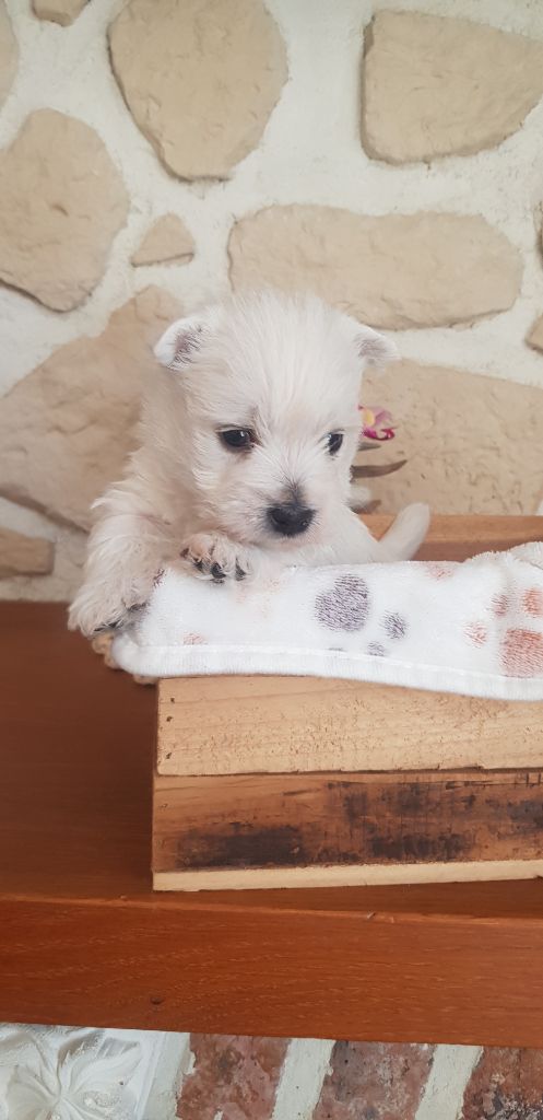 de Lady Pendora - Chiots disponibles - West Highland White Terrier