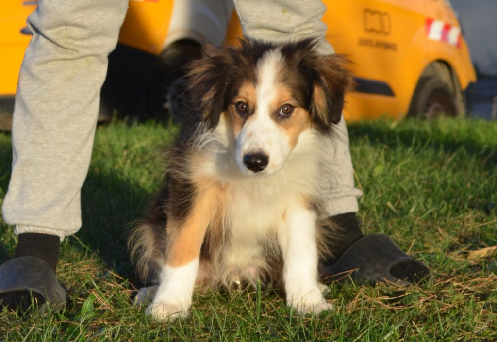 Chiot Border Collie des Mirages d'Azur