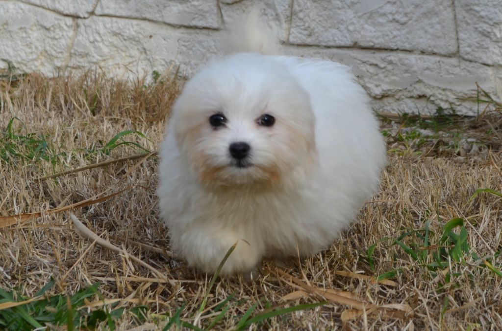 des Mirages d'Azur - Chiots disponibles - Coton de Tulear