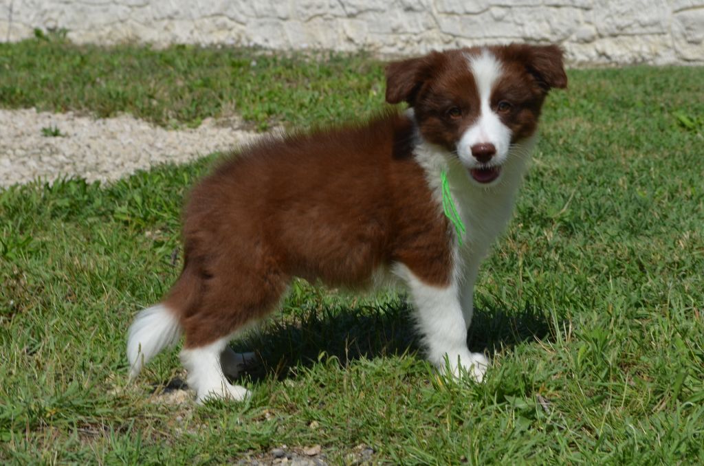 des Mirages d'Azur - Chiots disponibles - Border Collie