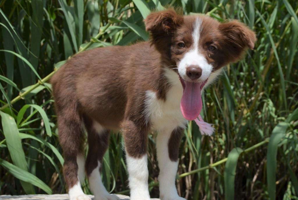 des Mirages d'Azur - Chiots disponibles - Border Collie