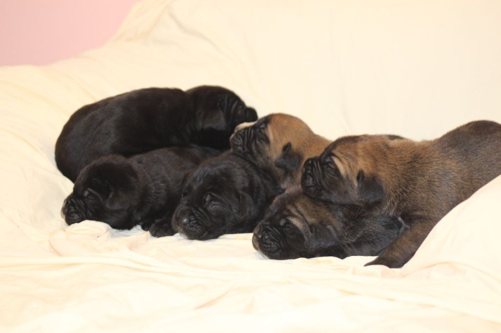 Chiot Cane Corso de Genevayse