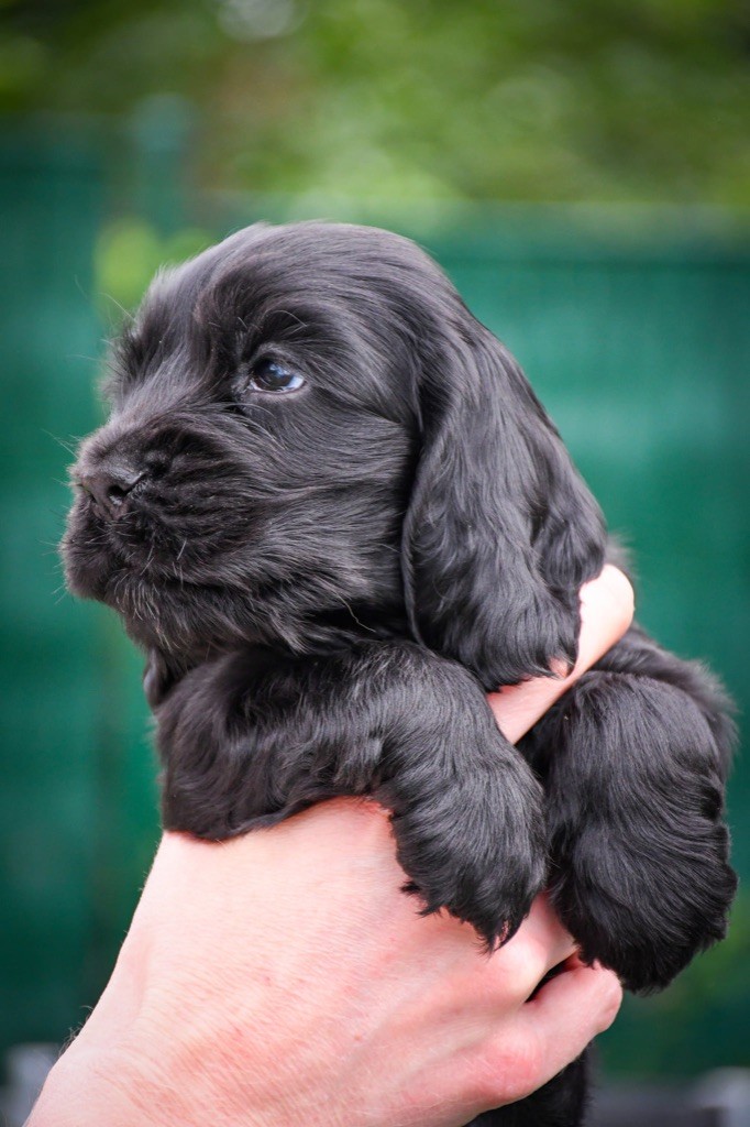 de Mazamé - Un chiot mâle disponible