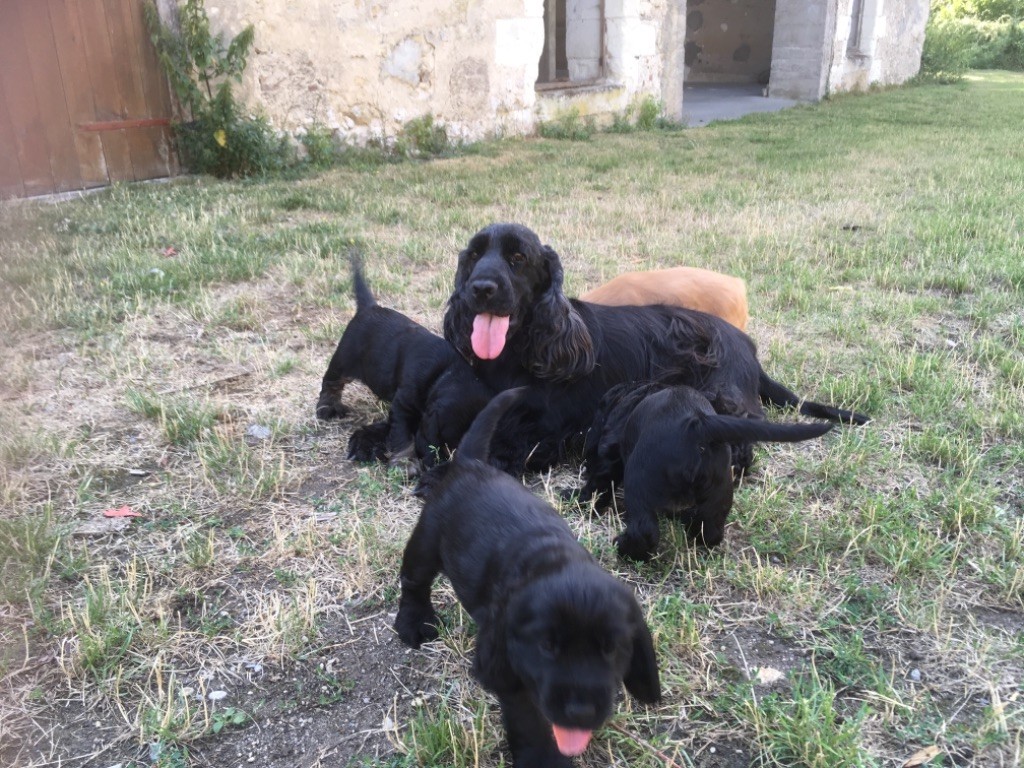 de Mazamé - Cocker Spaniel Anglais - Portée née le 23/06/2019