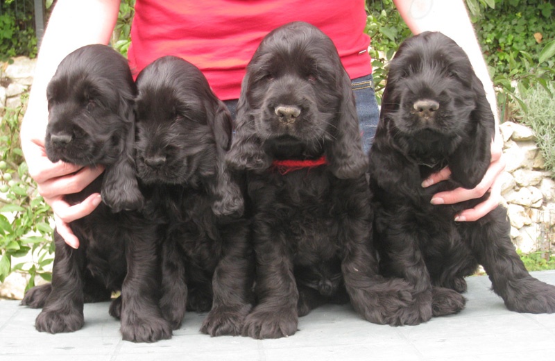 de Mazamé - Cocker Spaniel Anglais - Portée née le 22/05/2010