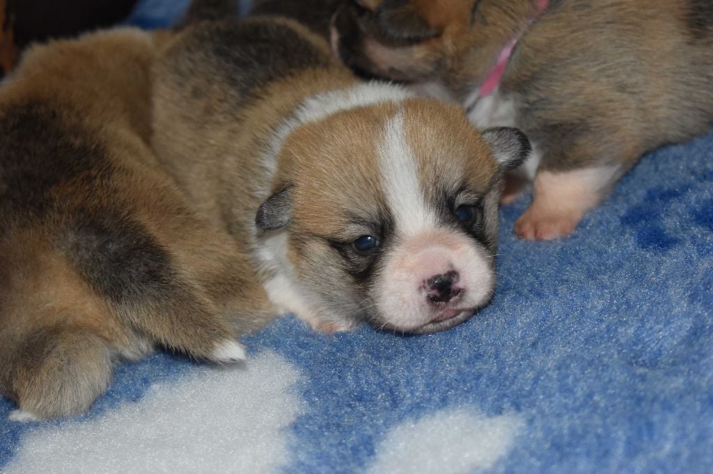 Des bories de yakoubia - Chiots disponibles - Welsh Corgi Pembroke