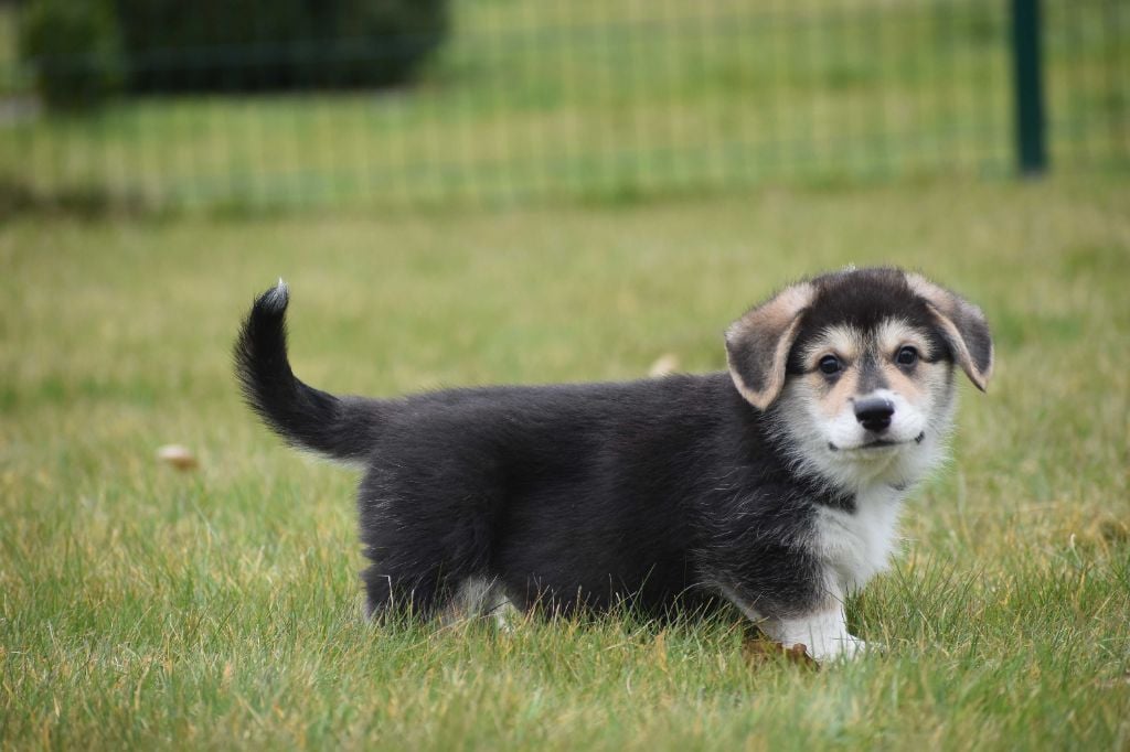 Des bories de yakoubia - Chiots disponibles - Welsh Corgi Pembroke