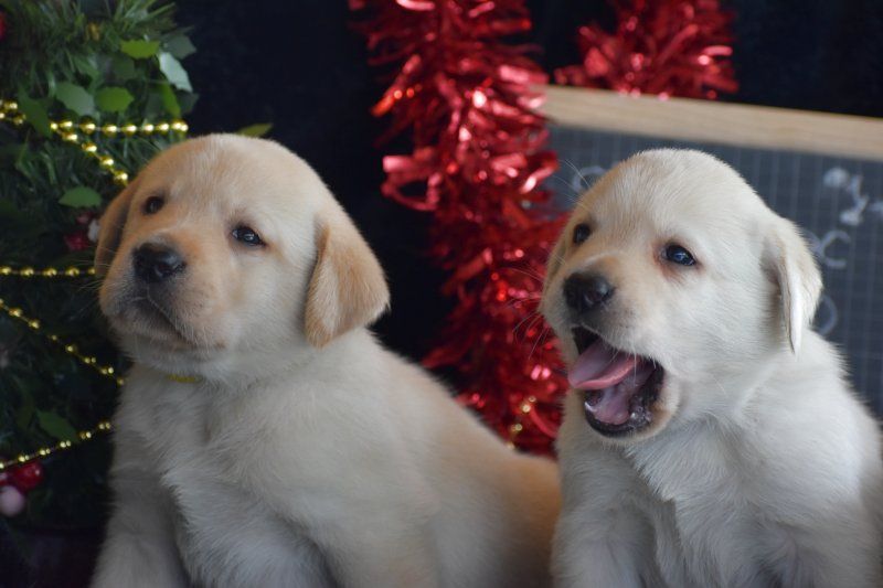 Des bories de yakoubia - Labrador Retriever - Portée née le 24/10/2024