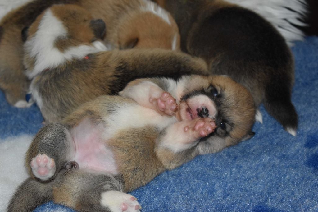 Des bories de yakoubia - Chiots disponibles - Welsh Corgi Pembroke