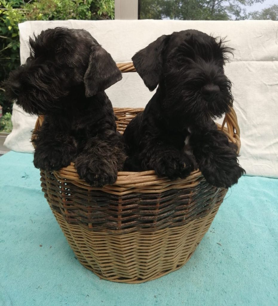 2023 : Naissance de 4 CHIOTS  CESKY  TERRIERS  