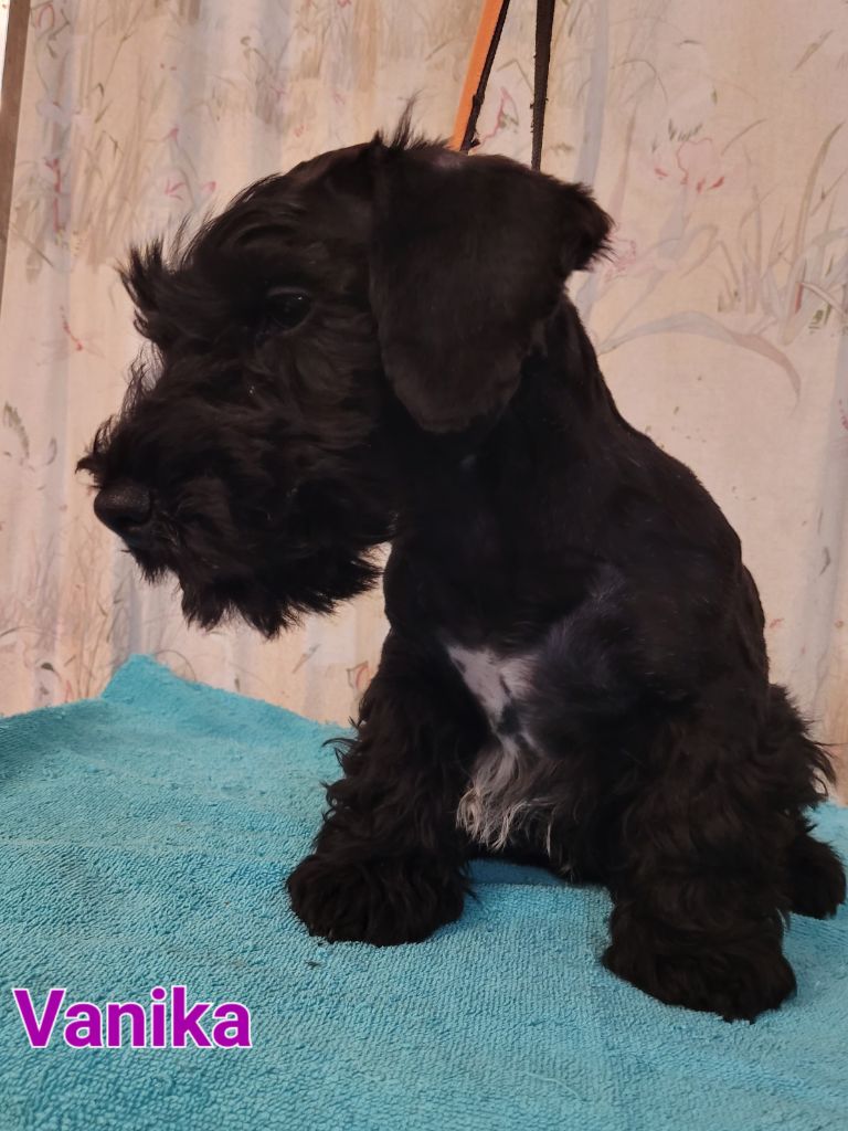 Des hauteurs de la sole - Chiots disponibles - Terrier Tchèque