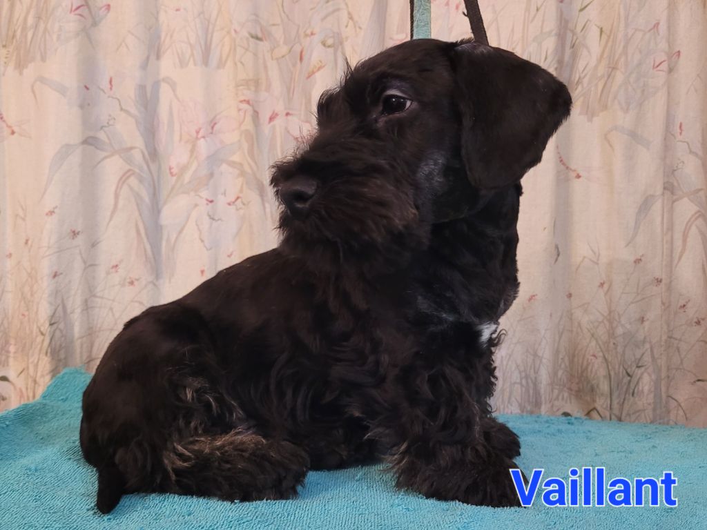 Des hauteurs de la sole - Chiots disponibles - Terrier Tchèque