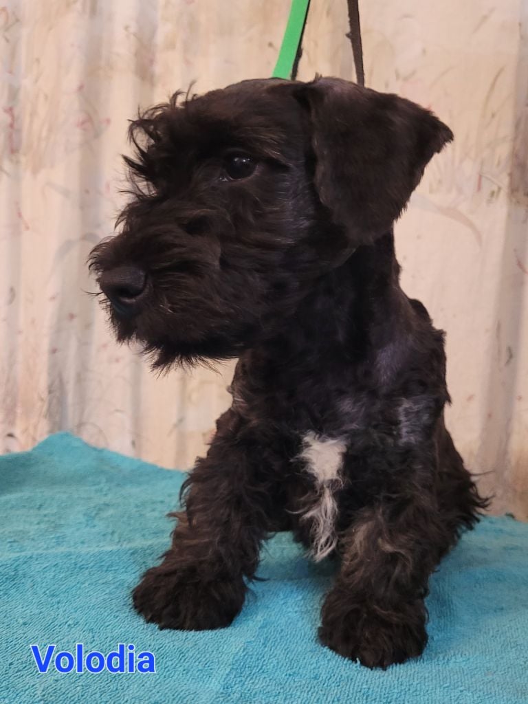 Des hauteurs de la sole - Chiots disponibles - Terrier Tchèque