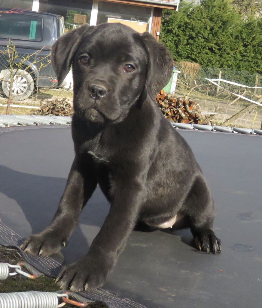 du domaine de Tarmac - Chiots disponibles - Cane Corso