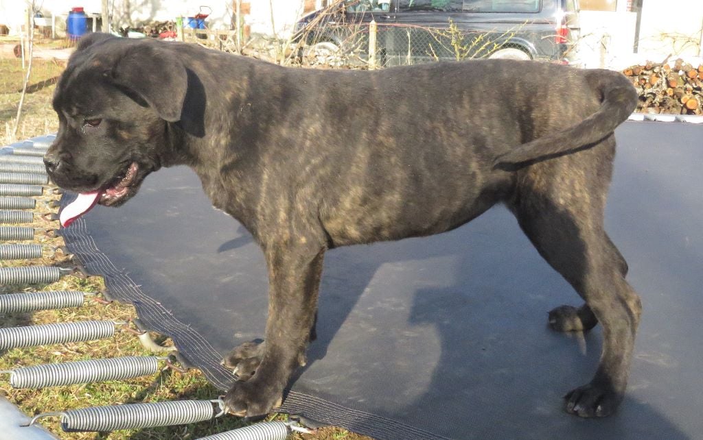 du domaine de Tarmac - Chiots disponibles - Cane Corso