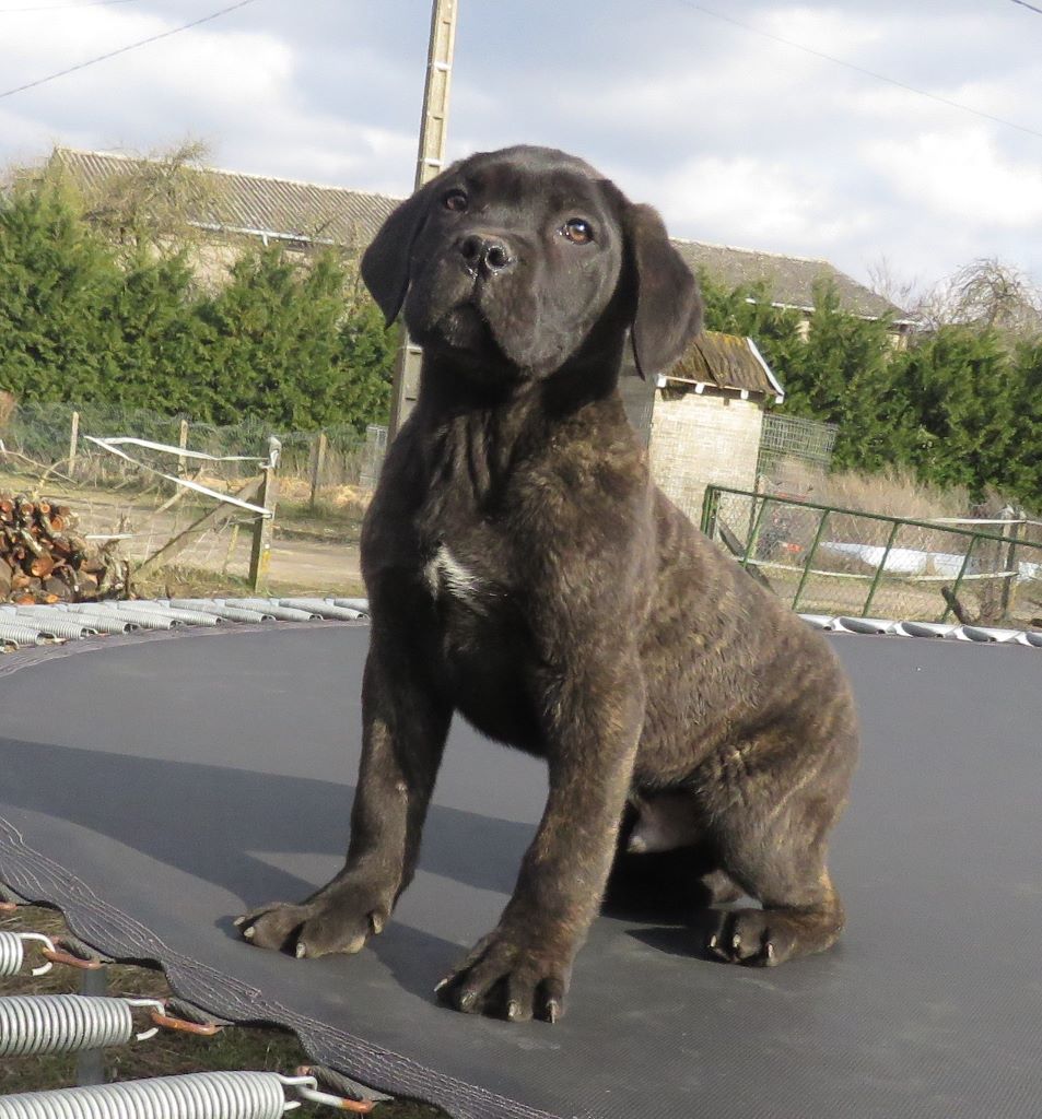 du domaine de Tarmac - Chiots disponibles - Cane Corso