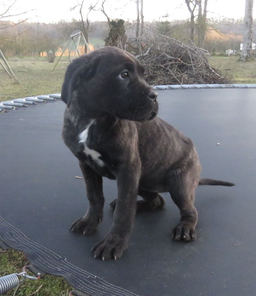 du domaine de Tarmac - Chiots disponibles - Cane Corso